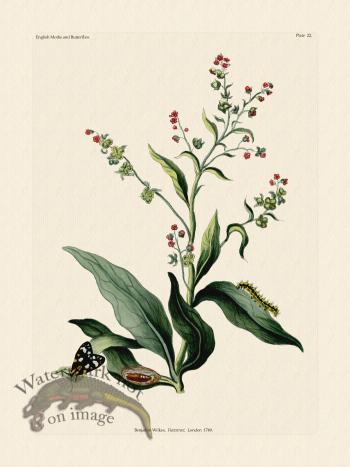 Wilkes Butterflies 022